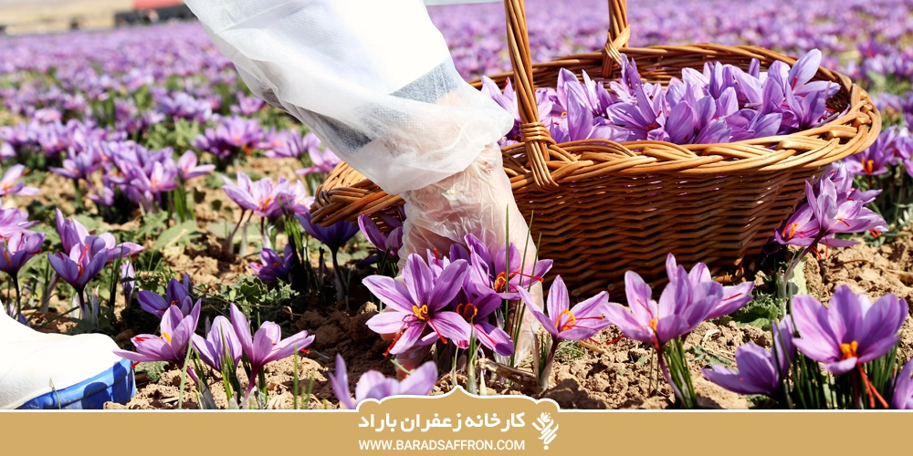 تصویری مزرعه زعفران که دستی در حال چیدن یک گل زعفران است.